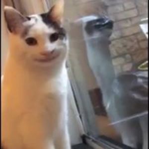 maisonmagique88 avatar