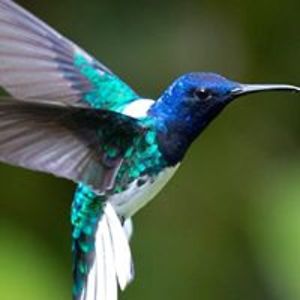 cactitesting2 avatar