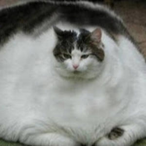 michaelmcwilliams avatar