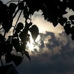 h4m1lt0n_r055 avatar