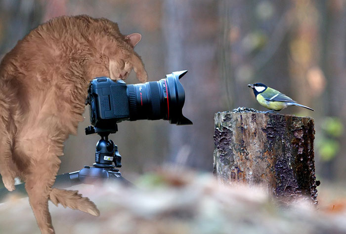 Now Smile Little Bird