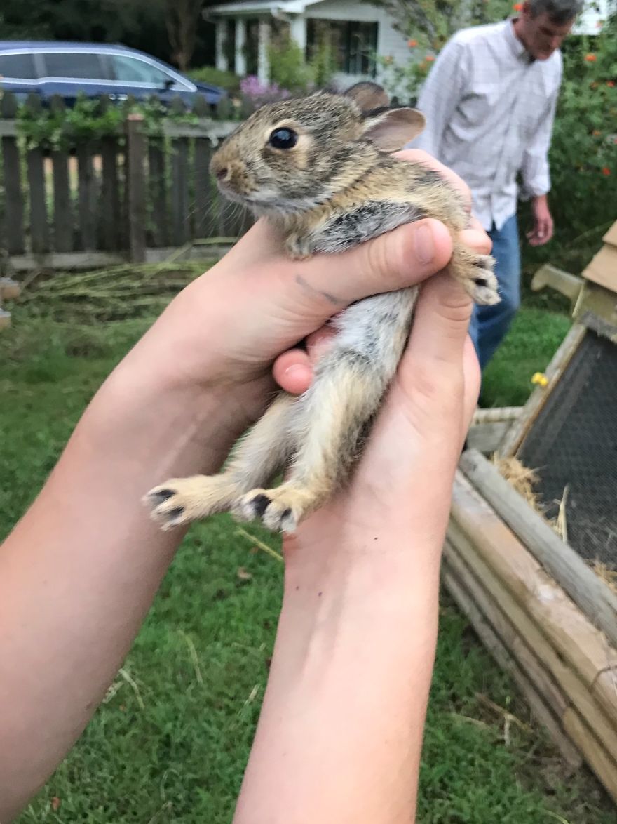 We Found A Bunny... With Our Chickens! We Found A Bunny... With Our Chickens!