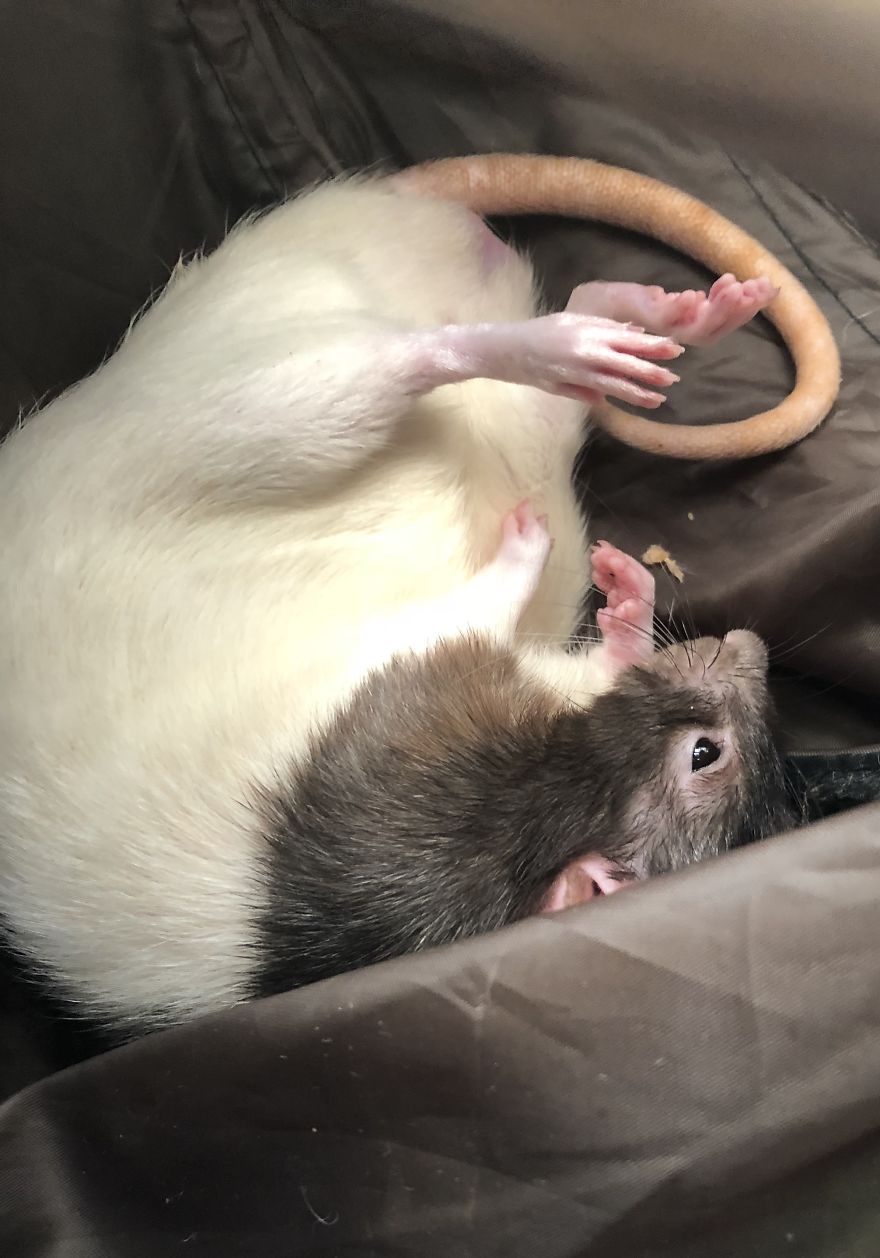 Rat Brothers In Arms ..rex And Otis...