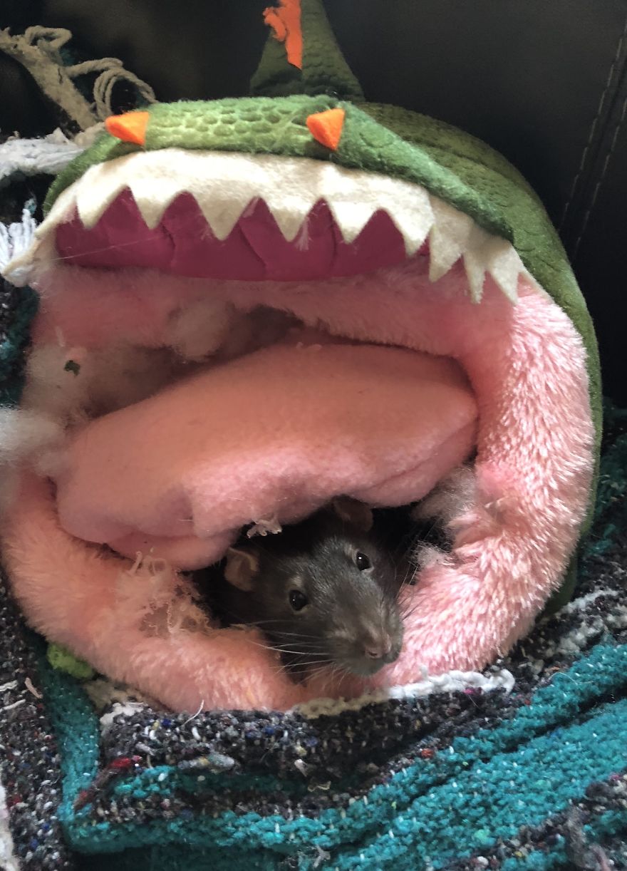 Rat Brothers In Arms ..rex And Otis...