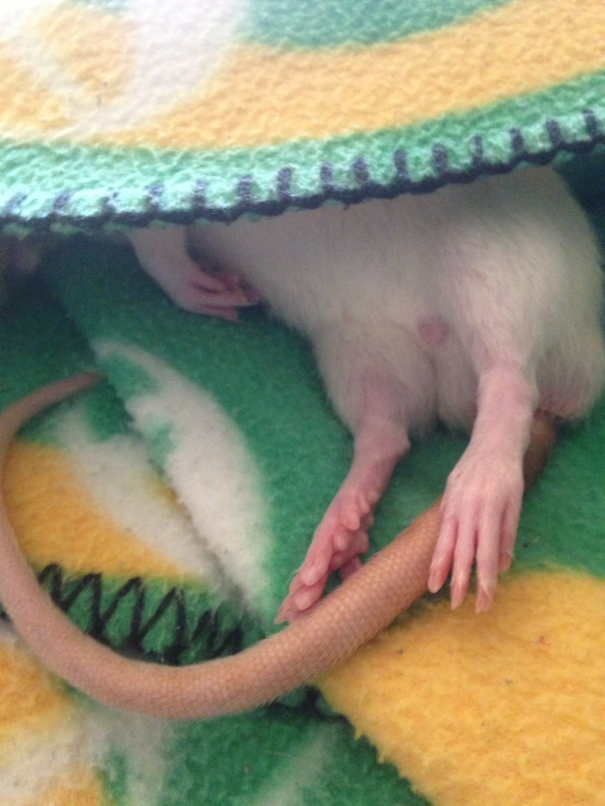 Rat Brothers In Arms ..rex And Otis...