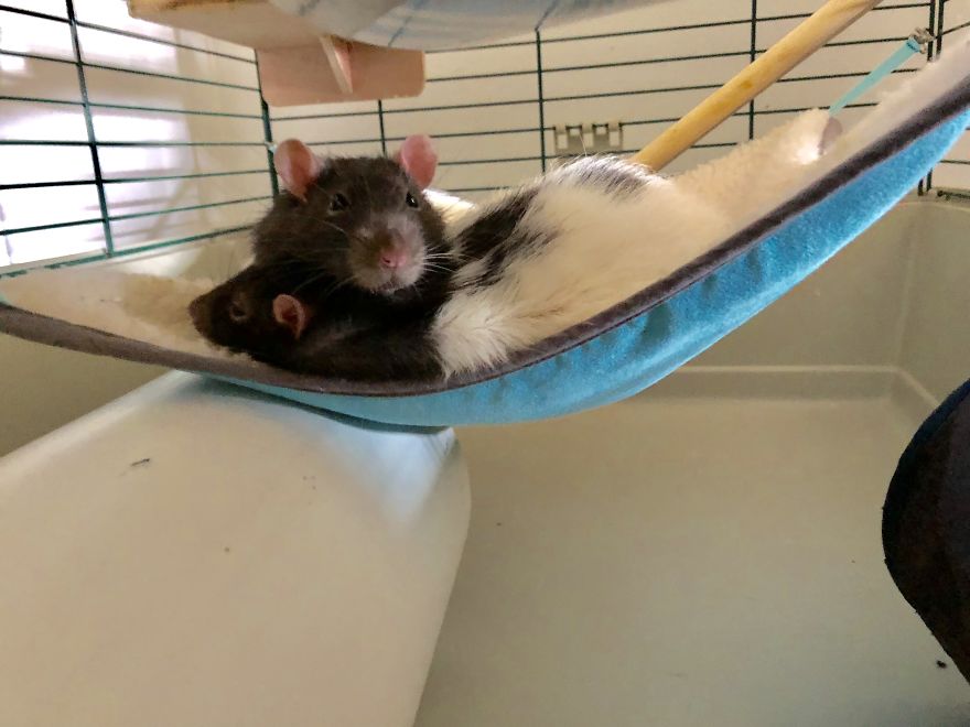 Rat Brothers In Arms ..rex And Otis... Rat Brothers In Arms ..rex And Otis...