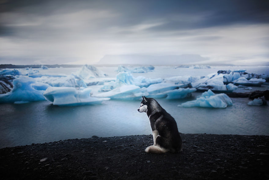 Soulful Portraits Of Dogs In Breathtaking Landscapes