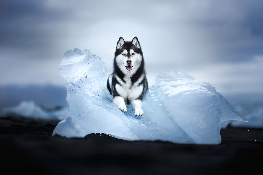 Soulful Portraits Of Dogs In Breathtaking Landscapes