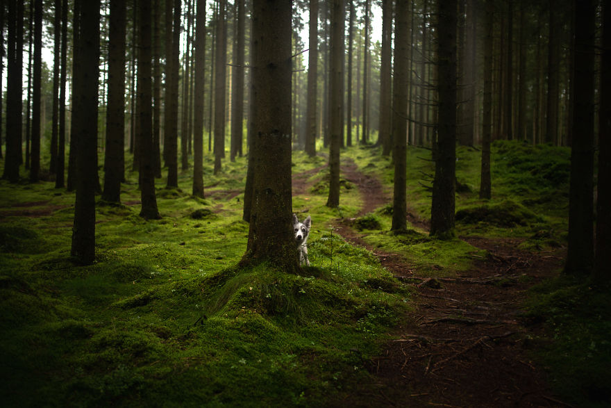 Soulful Portraits Of Dogs In Breathtaking Landscapes