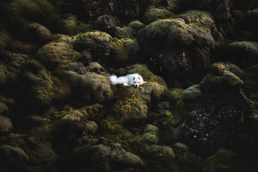 Soulful Portraits Of Dogs In Breathtaking Landscapes