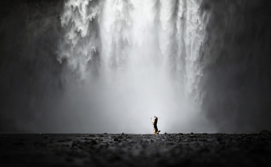 Soulful Portraits Of Dogs In Breathtaking Landscapes