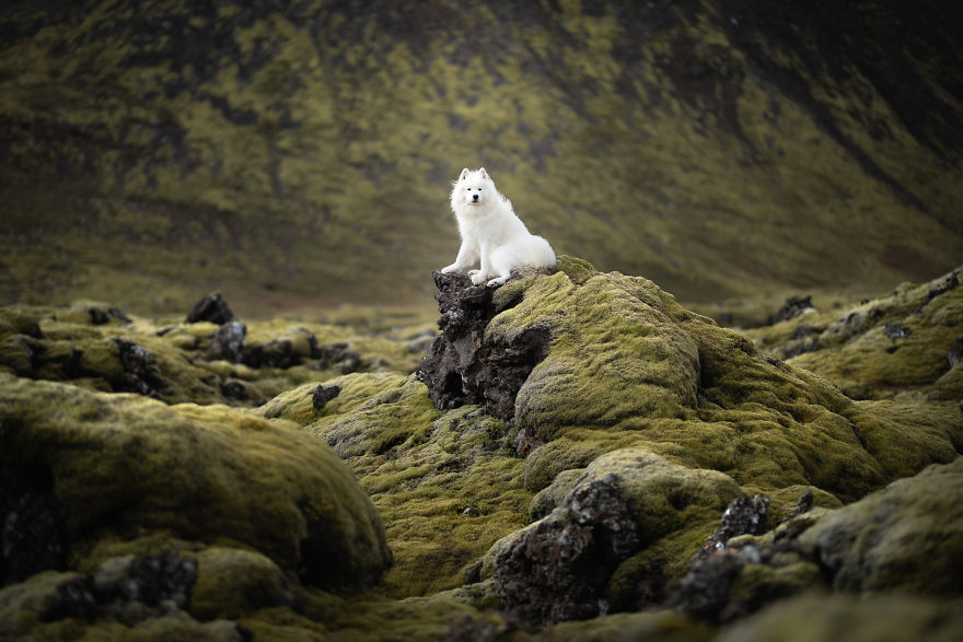 Soulful Portraits Of Dogs In Breathtaking Landscapes