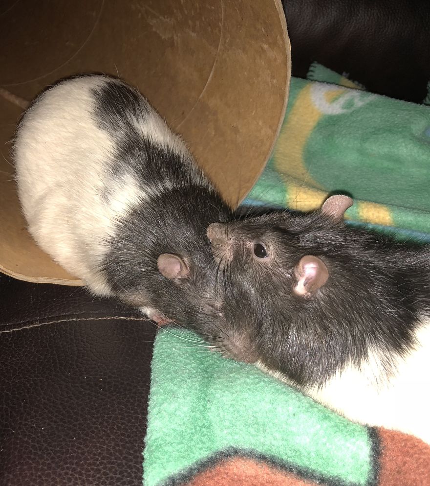 Rat Brothers In Arms ..rex And Otis...