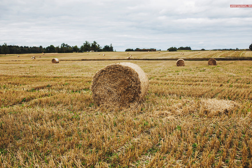 Farming Field In Cesis