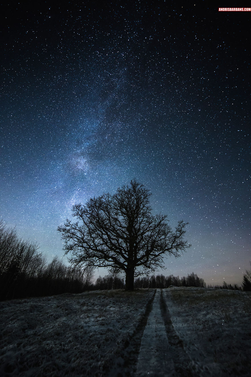 Tree In Zaube, Latvia