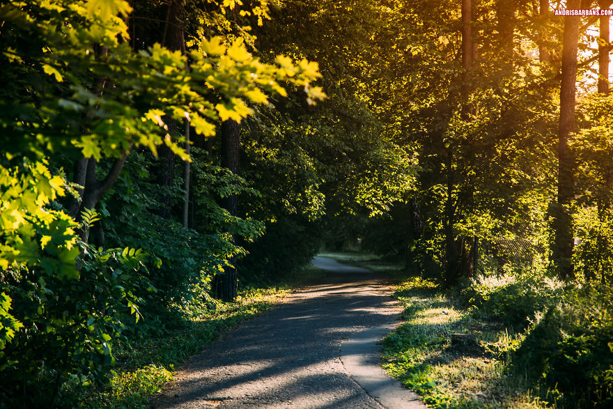 Forest Bike Road In Babite