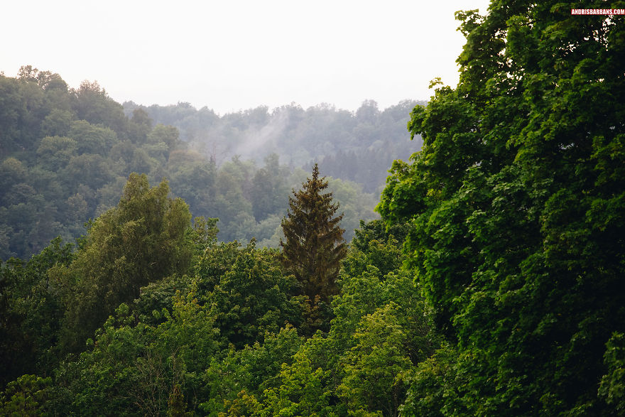 Foggy Forest In Krimulda