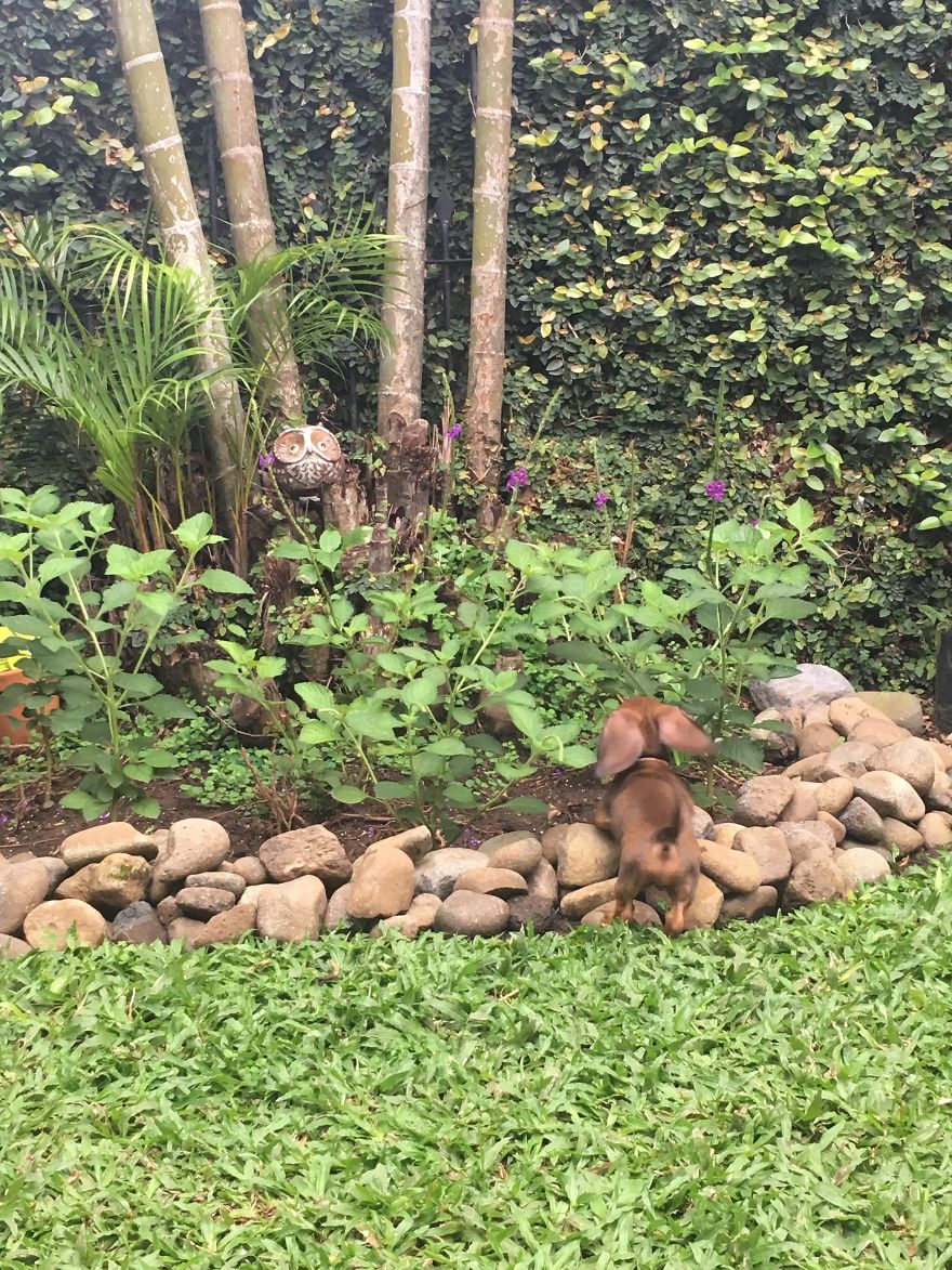 Becker The Dachsund Becker The Dachsund