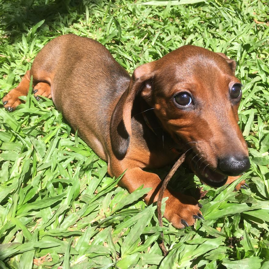 Becker The Dachsund Becker The Dachsund
