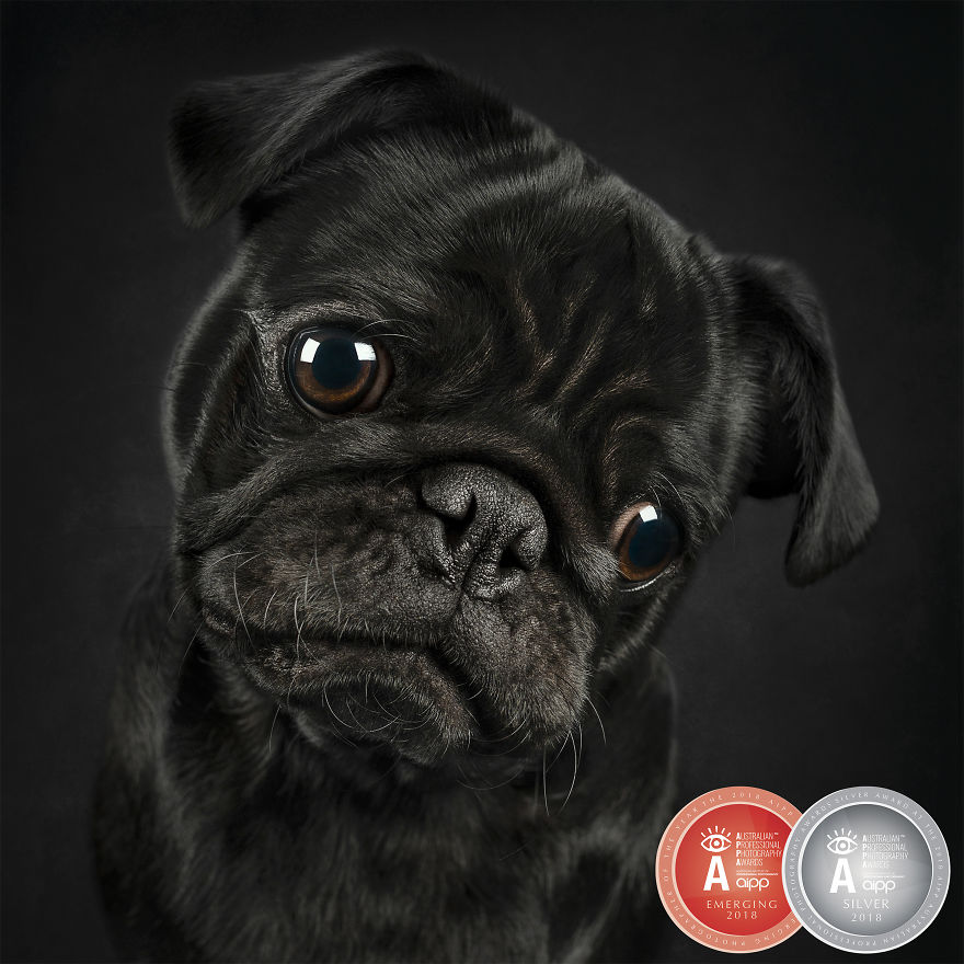 Modern Day Feminism Has Gone To The Dogs Modern Day Feminism Has Gone To The Dogs