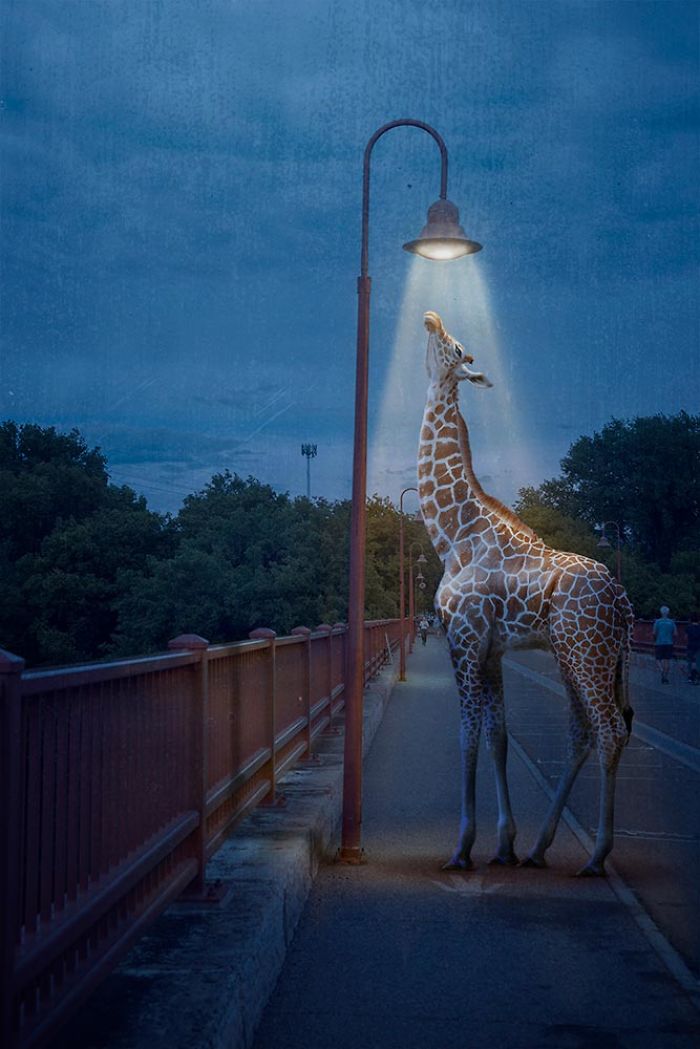 Crazy Real-Life Situations In An Imaginary World Of Animals