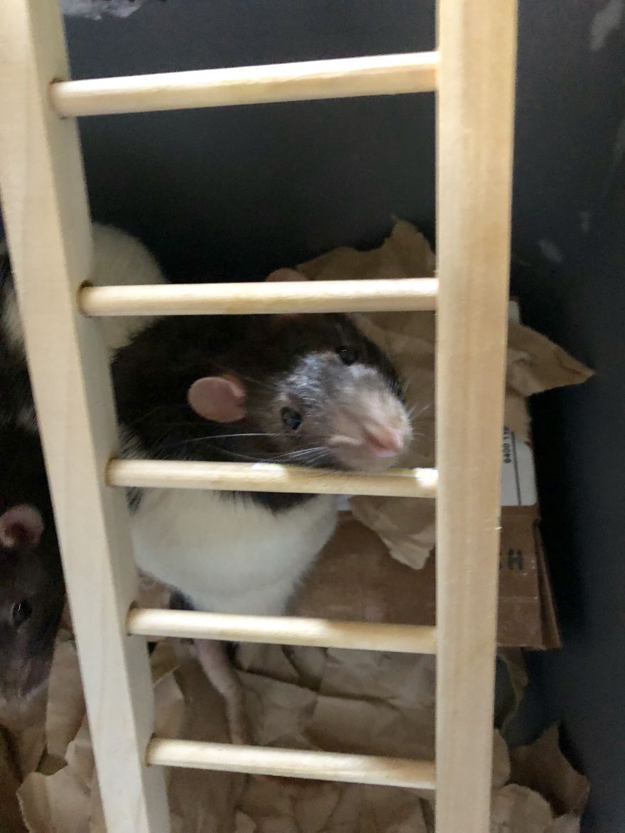 Rat Brothers In Arms ..rex And Otis... Rat Brothers In Arms ..rex And Otis...