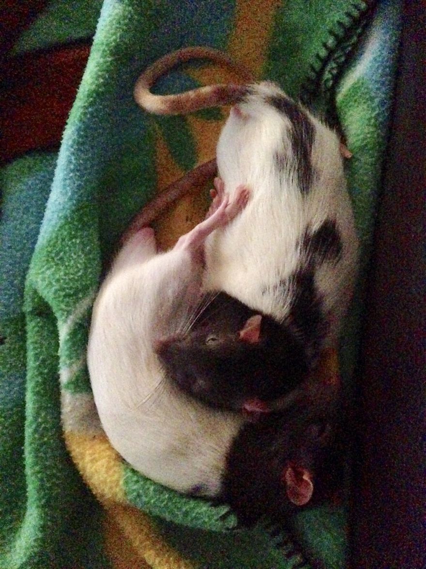 Rat Brothers In Arms ..rex And Otis... Rat Brothers In Arms ..rex And Otis...