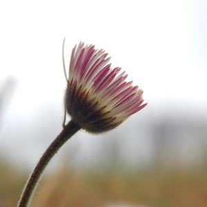 devinrobinson avatar