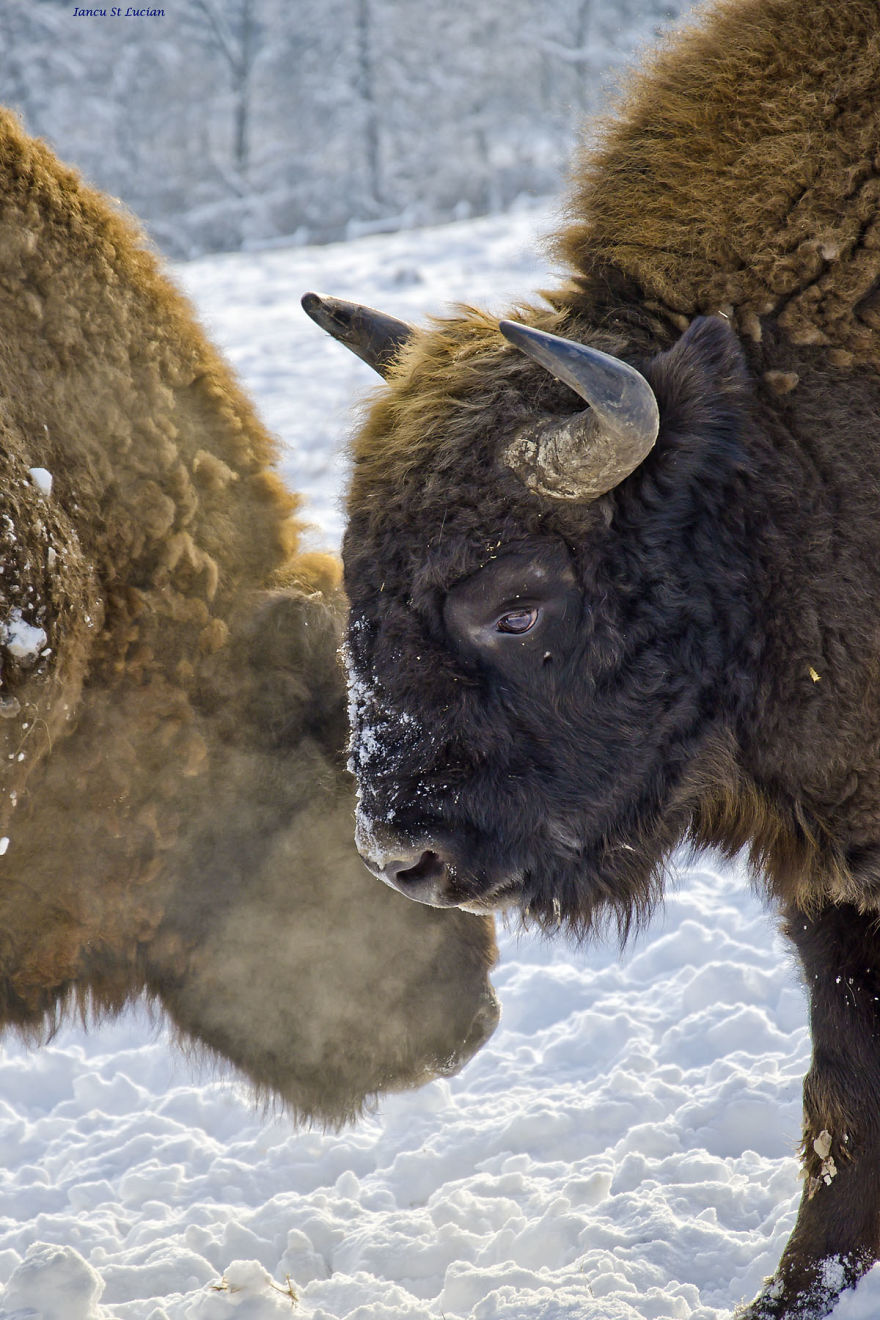 "Dragos Voda" Reserve: The Only Place In Europe Where You Can Meet Bisons In Freedom