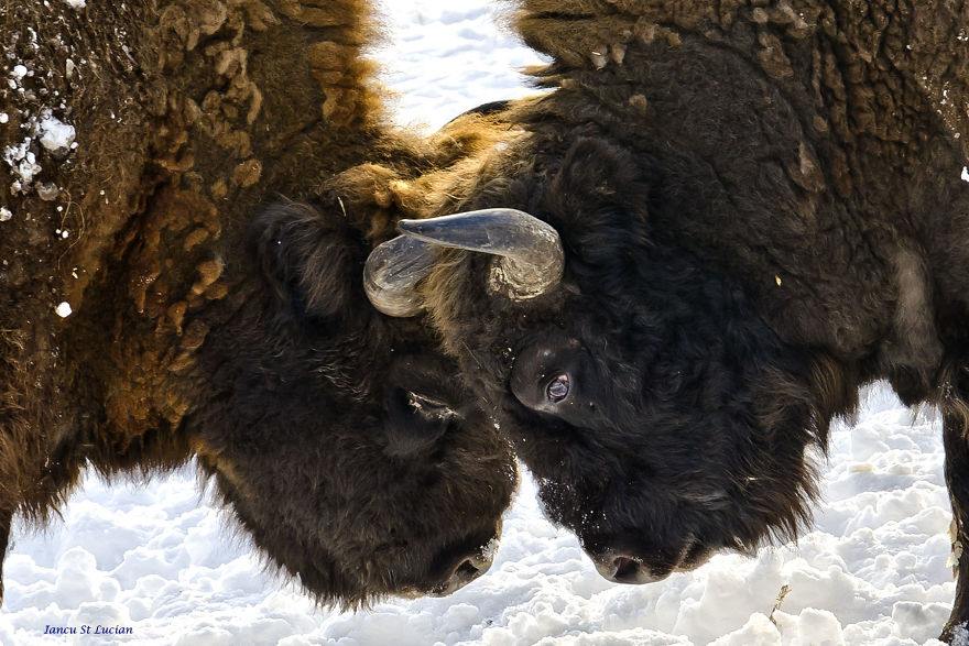 "Dragos Voda" Reserve: The Only Place In Europe Where You Can Meet Bisons In Freedom