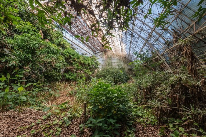 Overgrown abandoned greenhouse in Japan with dense foliage and rusted metal framework under a shattered roof.