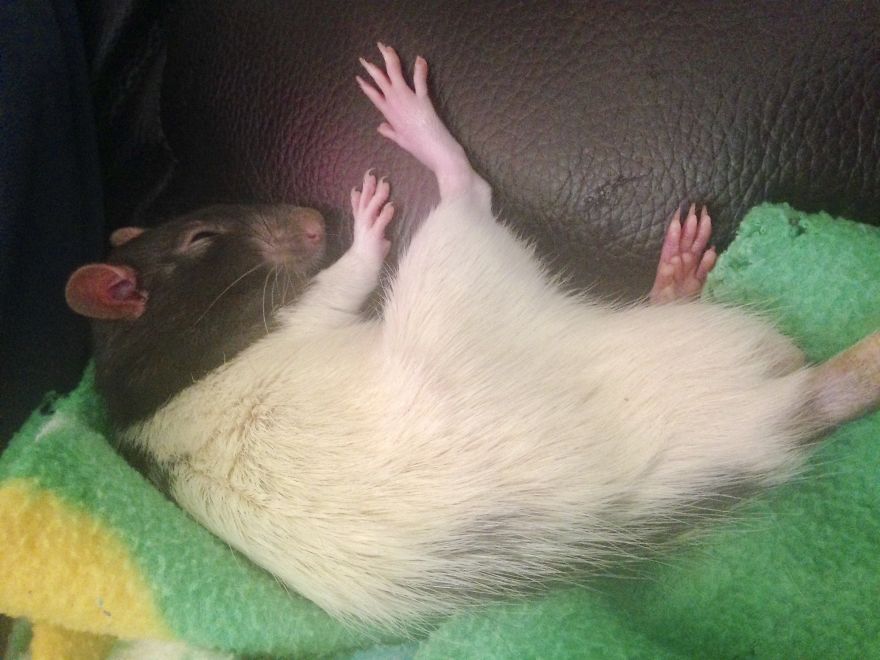 Rat Brothers In Arms ..rex And Otis... Rat Brothers In Arms ..rex And Otis...