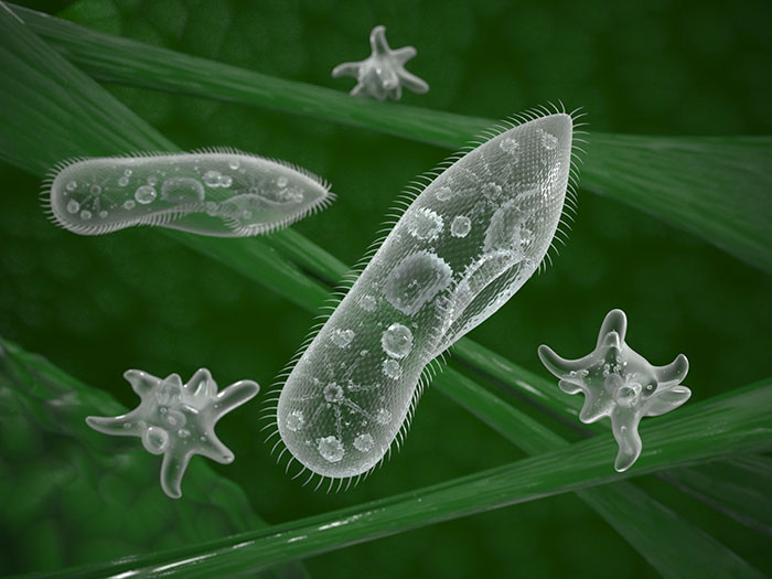 Microscopic organisms floating on green plant fibers representing early life forms on Earth in the next trillion years.