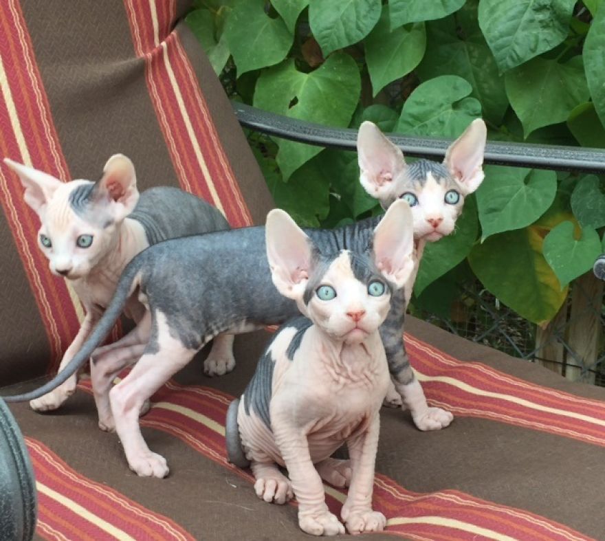 Hairless Kittens Or Adorable Little Aliens
