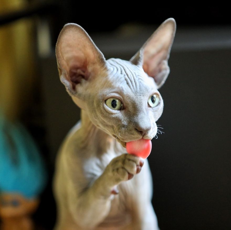 Hairless Kittens Or Adorable Little Aliens