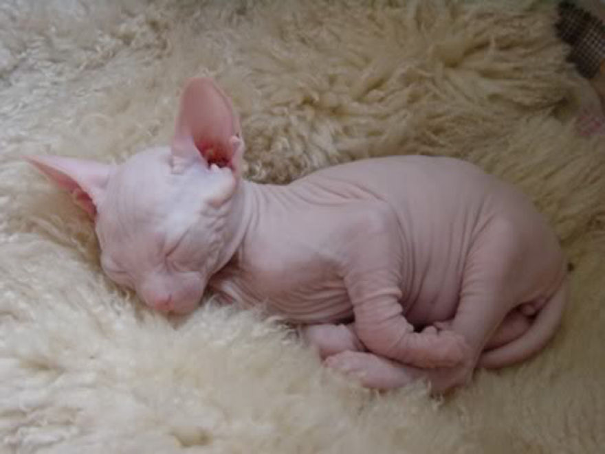 Hairless Kittens Or Adorable Little Aliens