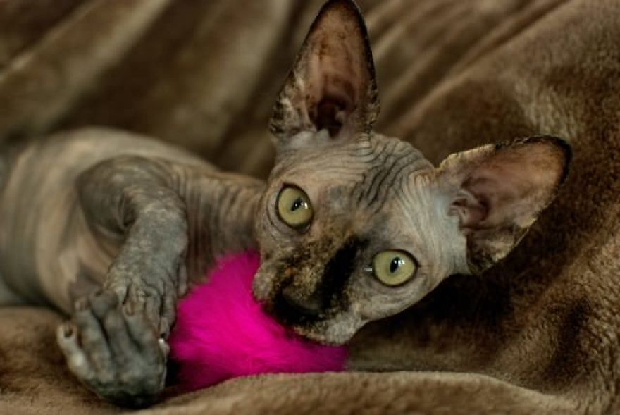 Hairless Kittens Or Adorable Little Aliens