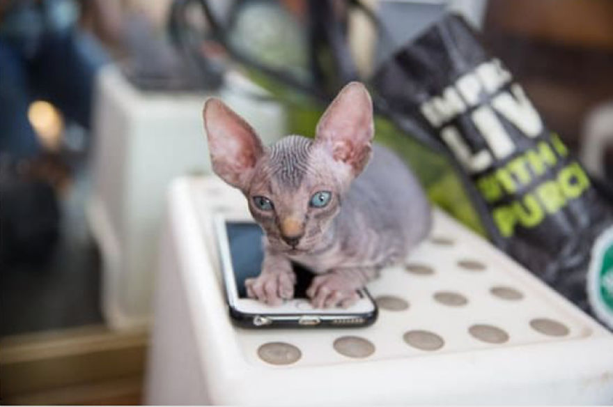 Hairless Kittens Or Adorable Little Aliens