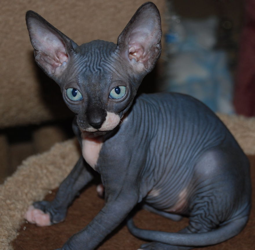 Hairless Kittens Or Adorable Little Aliens