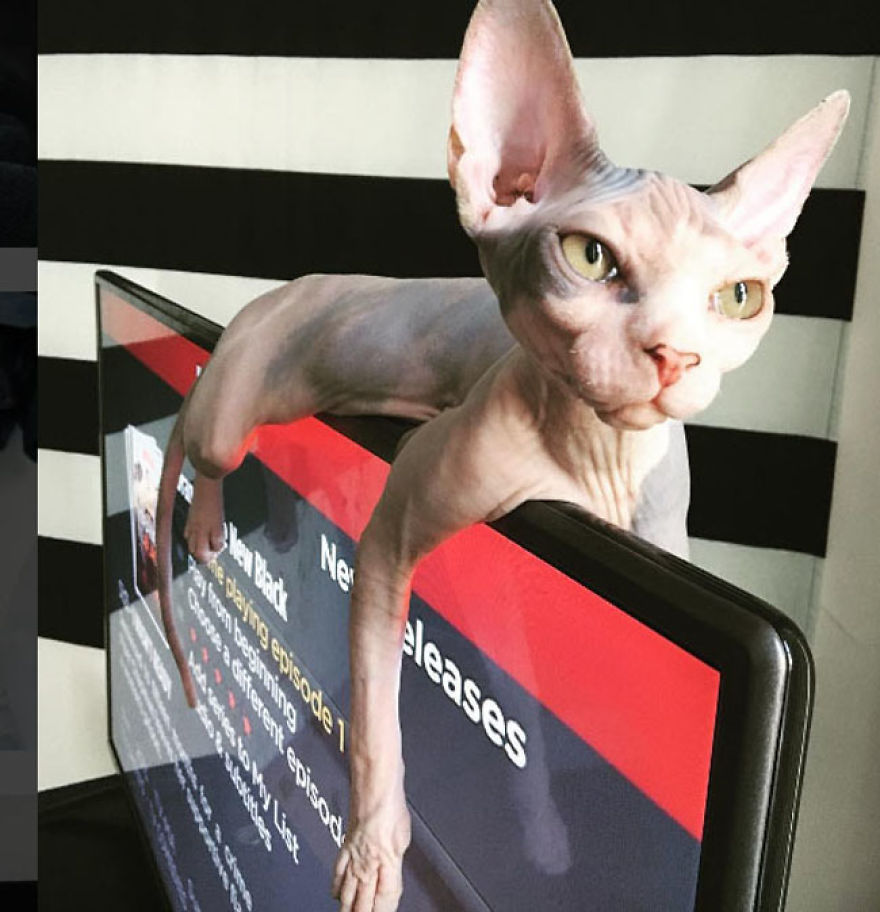 Hairless Kittens Or Adorable Little Aliens