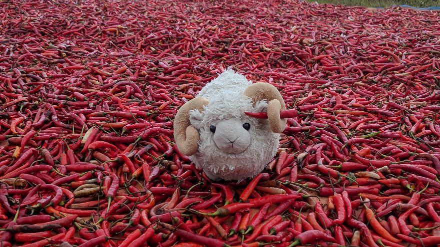 I Love Chili Peppers!