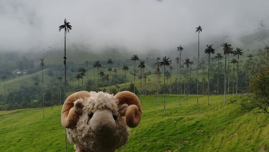 How Tall Are All Those Palm Trees?! Salento, Colombia