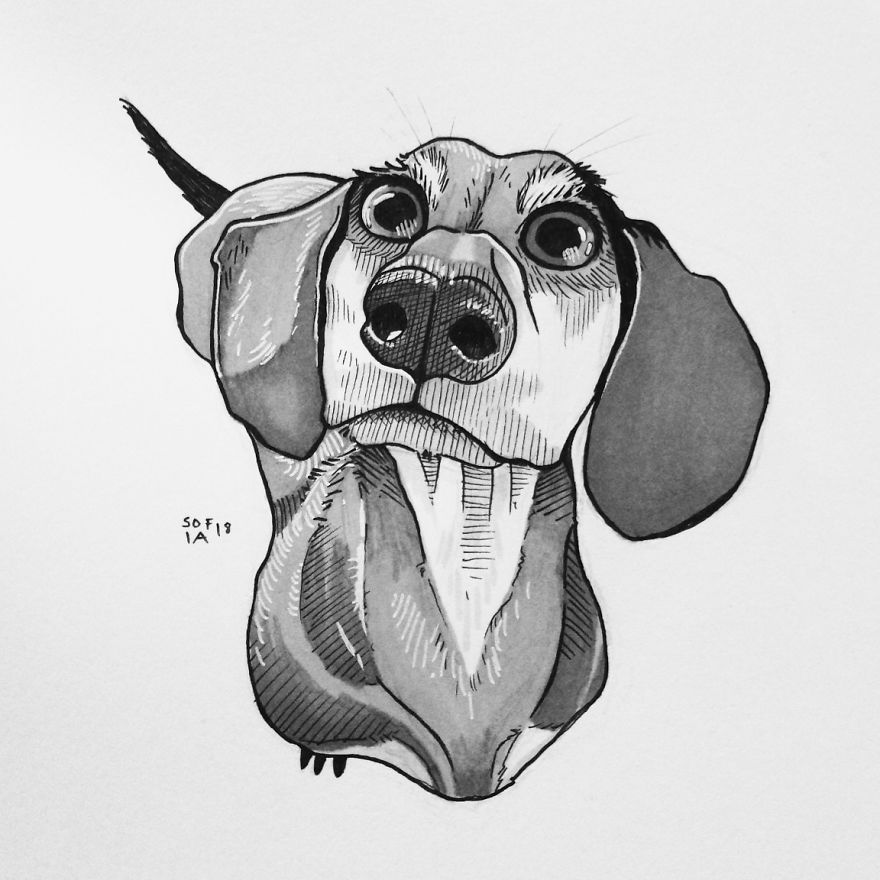 Dachshund