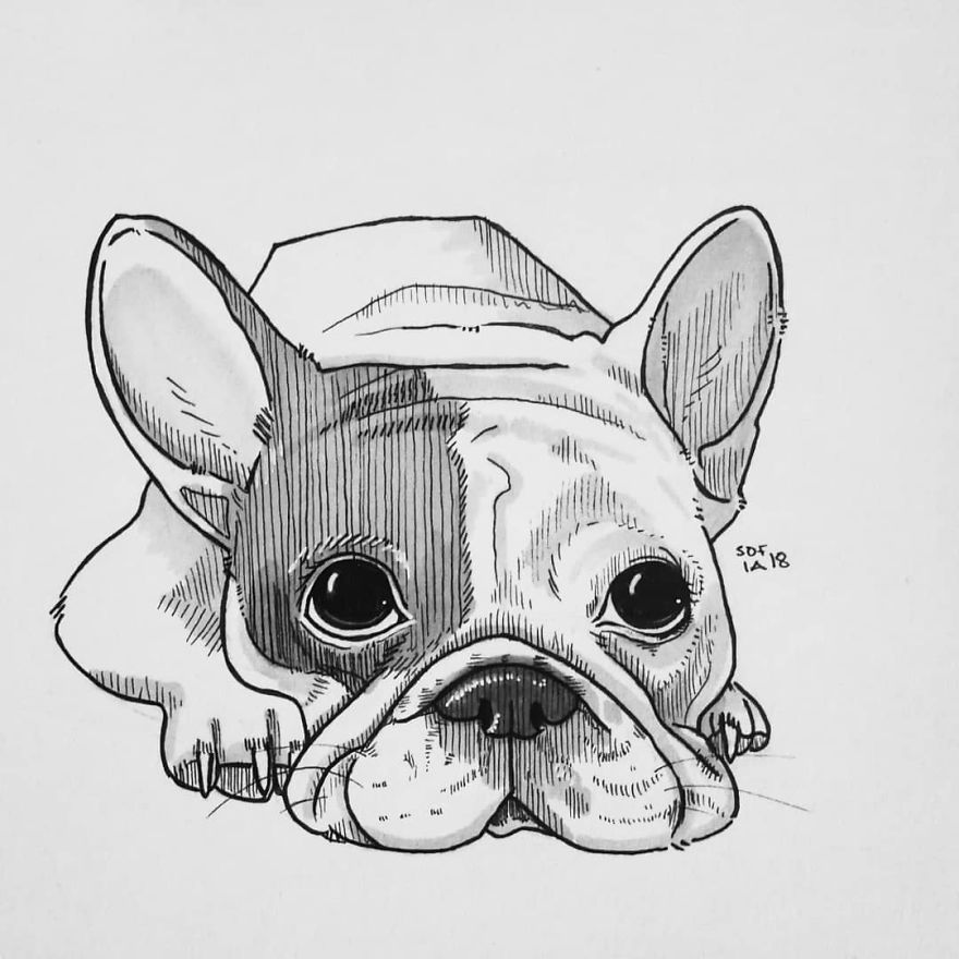 French Bulldog