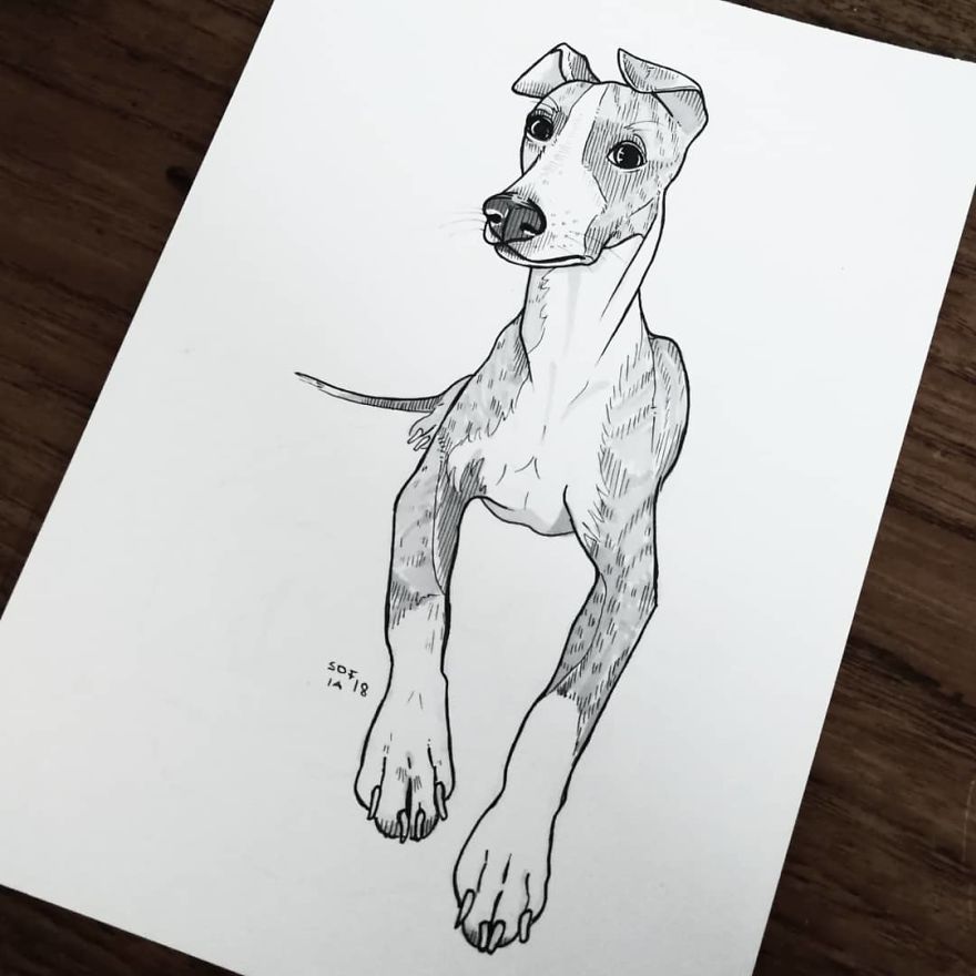 Whippet
