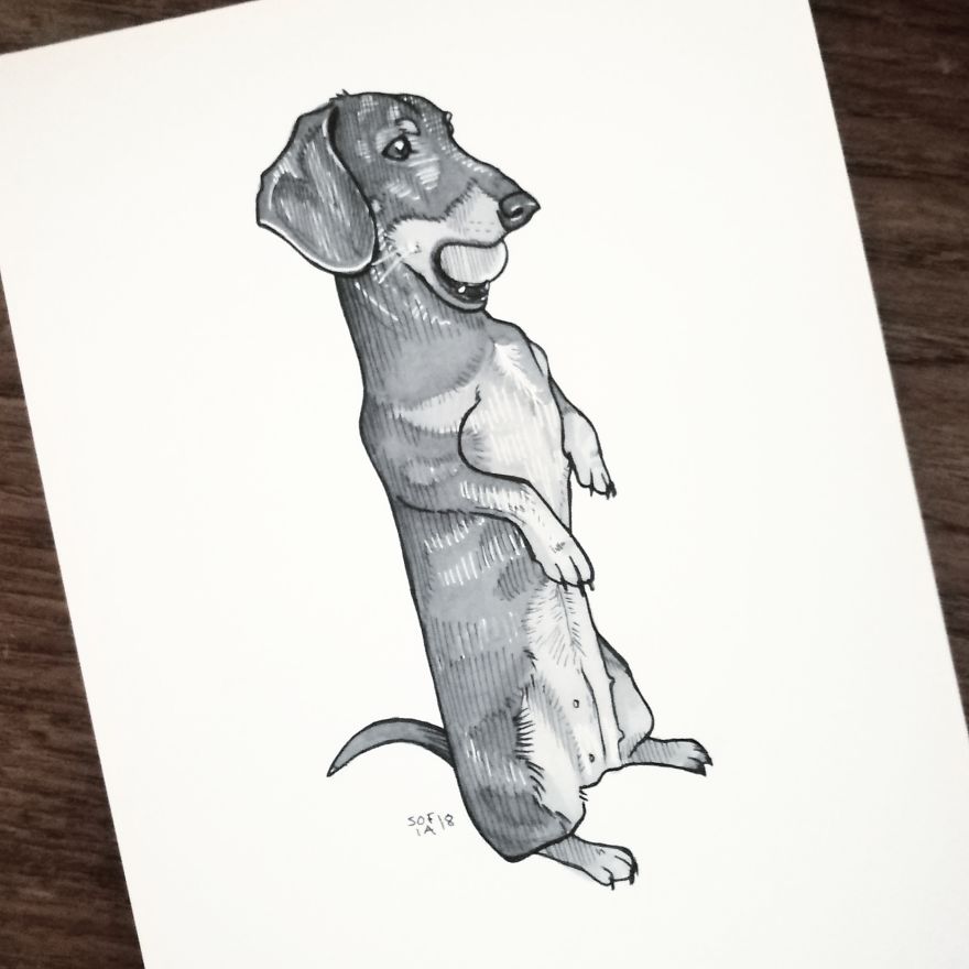 Dachshund
