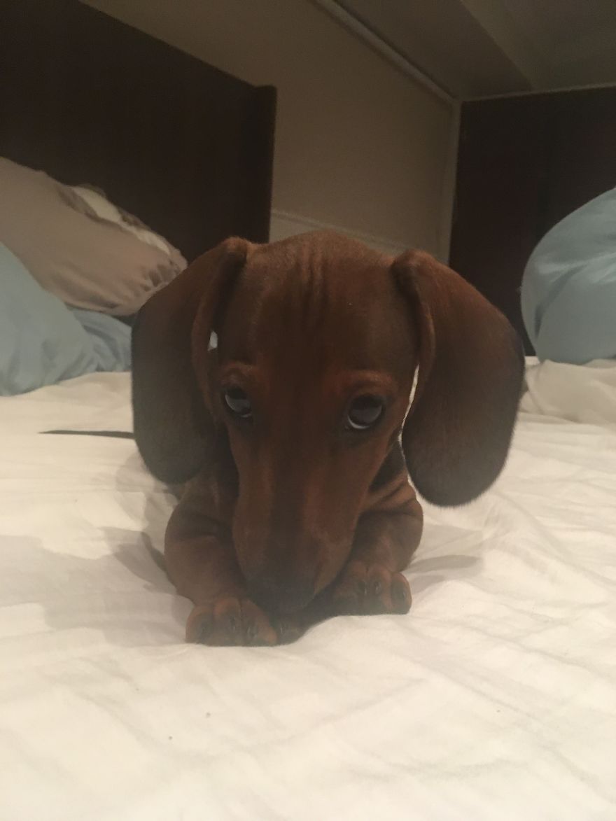 Becker The Dachsund Becker The Dachsund