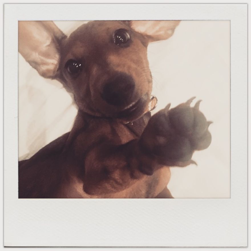 Becker The Dachsund Becker The Dachsund