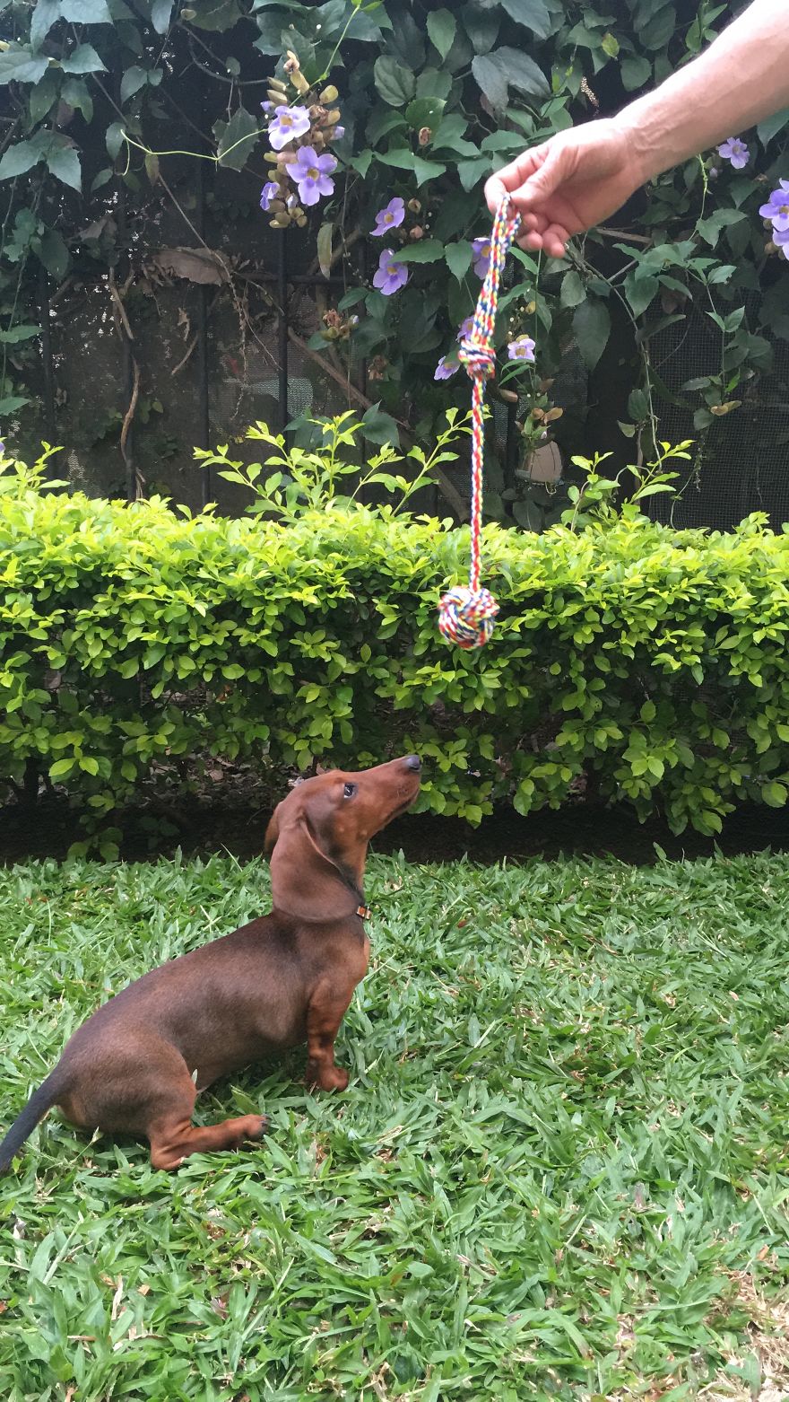 Becker The Dachsund Becker The Dachsund