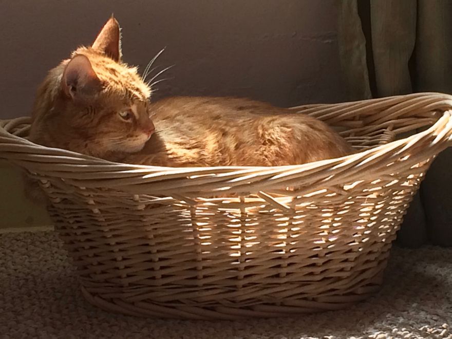 Pet's Passing Inspires Artist To Create New Art Pet's Passing Inspires Artist To Create New Art